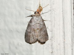 Hyperstrotia pervertens