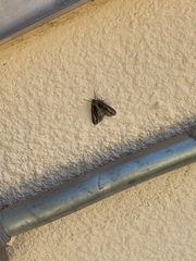 Carphoides incopriarius