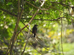 Knipolegus hudsoni