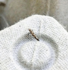 Gracillaria syringella