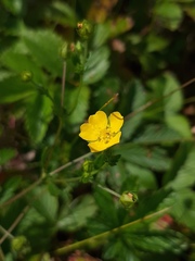 Potentilla thuringiaca