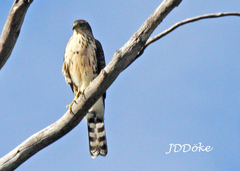 Accipiter chilensis
