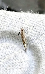 Gracillaria syringella