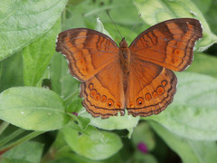 Junonia hedonia ida