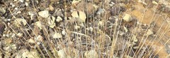 Schoenus nigricans