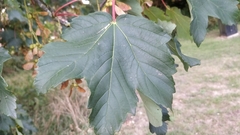 Acer pseudoplatanus