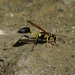Black Mud-dauber Wasps - Photo (c) David Greenberger, some rights reserved (CC BY-NC-ND), uploaded by David Greenberger