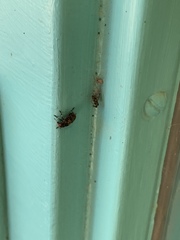 Euparius subtesselatus