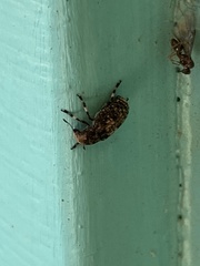 Euparius subtesselatus