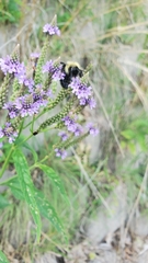 Bombus