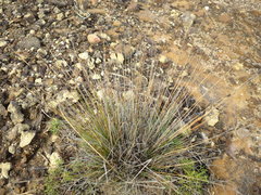 Schoenus nigricans