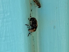 Euparius subtesselatus