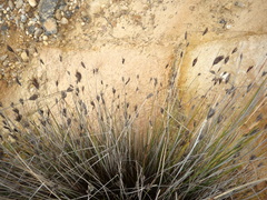 Schoenus nigricans