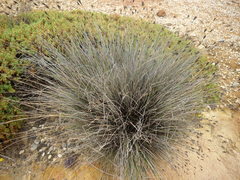 Schoenus nigricans