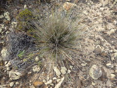 Schoenus nigricans