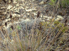 Schoenus nigricans