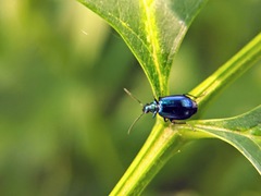 Lebia viridis