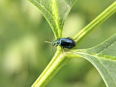Lebia viridis