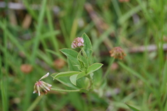 Trifolium amabile
