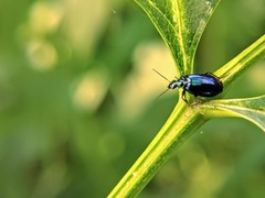 Lebia viridis