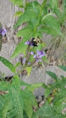 Bombus