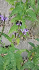 Bombus