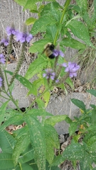 Bombus