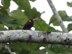 Galbalcyrhynchus leucotis