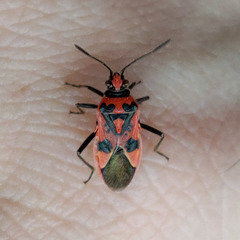 Corizus hyoscyami