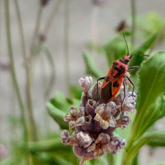 Corizus hyoscyami