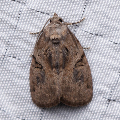 Pseudeustrotia indeterminata