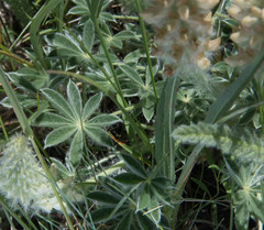 Lupinus antoninus