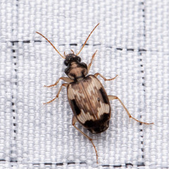 Tetragonoderus fasciatus