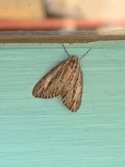 Carphoides incopriarius