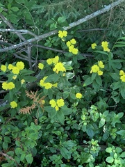 Oenothera pilosella