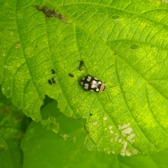 Alagoasa bipunctata