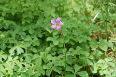 Oxalis tetraphylla