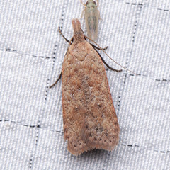 Dichomeris ventrellus