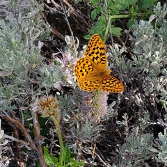 Speyeria coronis snyderi