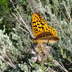 Speyeria coronis snyderi