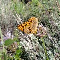 Speyeria coronis snyderi