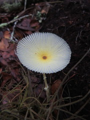 Leucocoprinus fragilissimus image