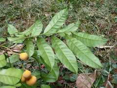 Heckeldora leonensis