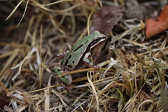 Hyla eximia
