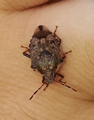 Podisus serieventris