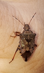 Podisus serieventris