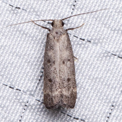 Dichomeris inversella