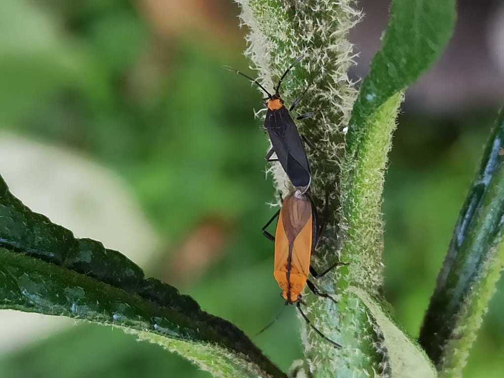 Acroleucus marinoi