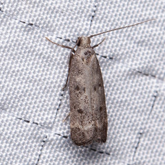 Dichomeris inversella