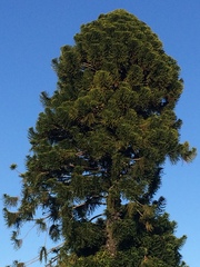 Araucaria bidwillii